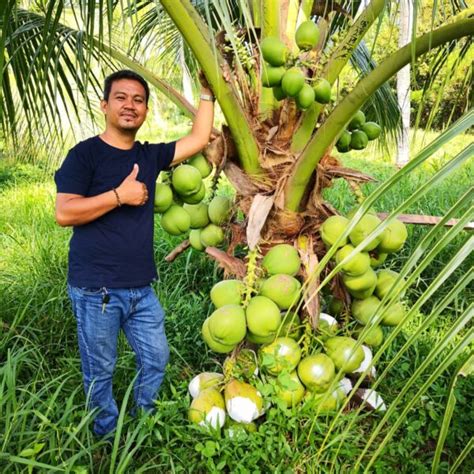 Balayong: The Philippine cherry blossom – Agriculture .